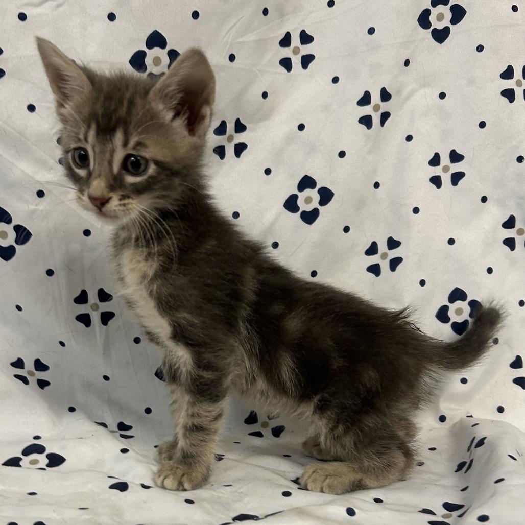 Enlarge Dexter, a Adoptable Domestic Short Hair in Coos Bay, OR image 6/6