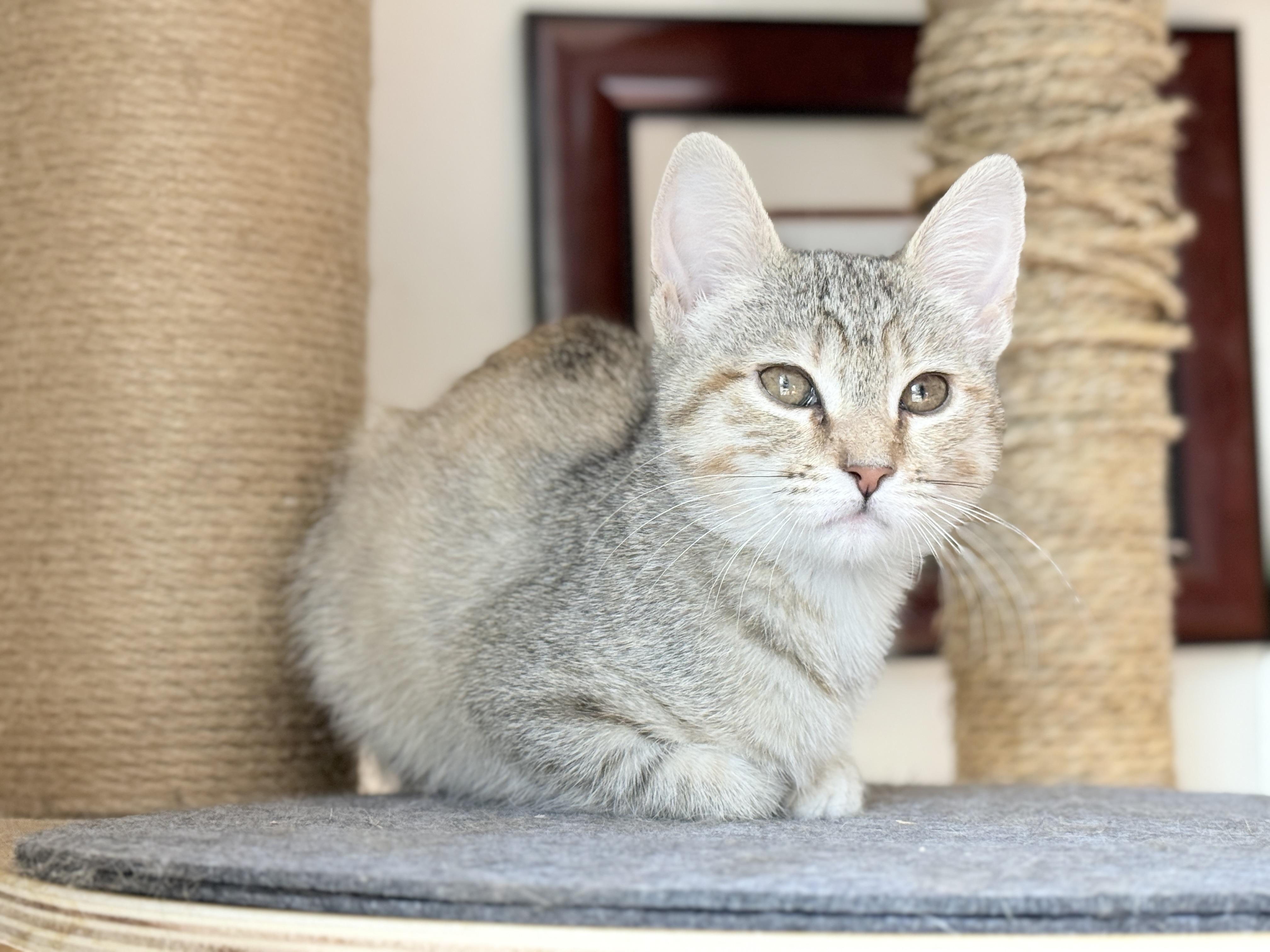 Enlarge Taffy, a ADOPTABLE Tabby in Keller, TX image 1/6