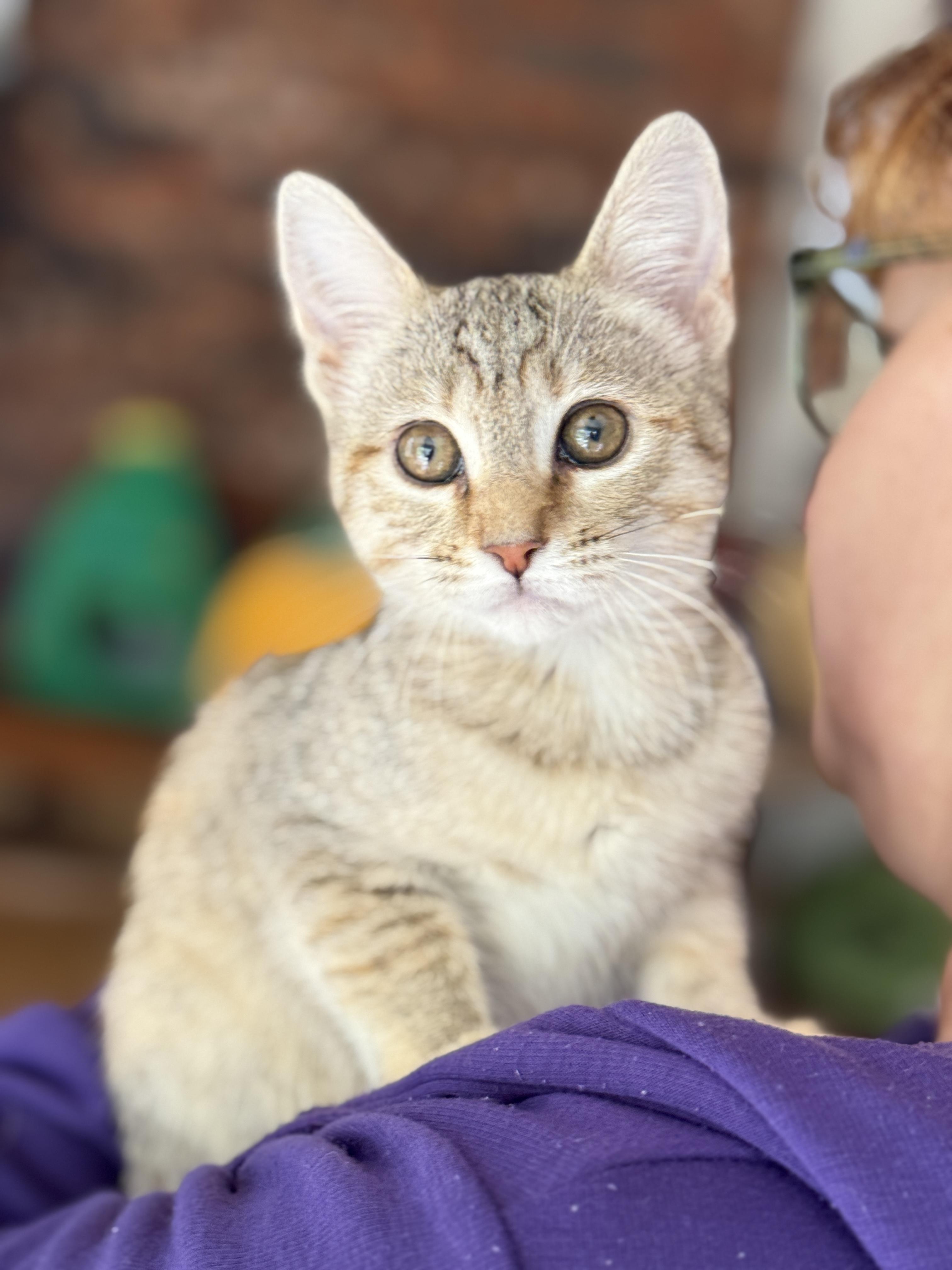 Enlarge Taffy, a ADOPTABLE Tabby in Keller, TX image 2/6