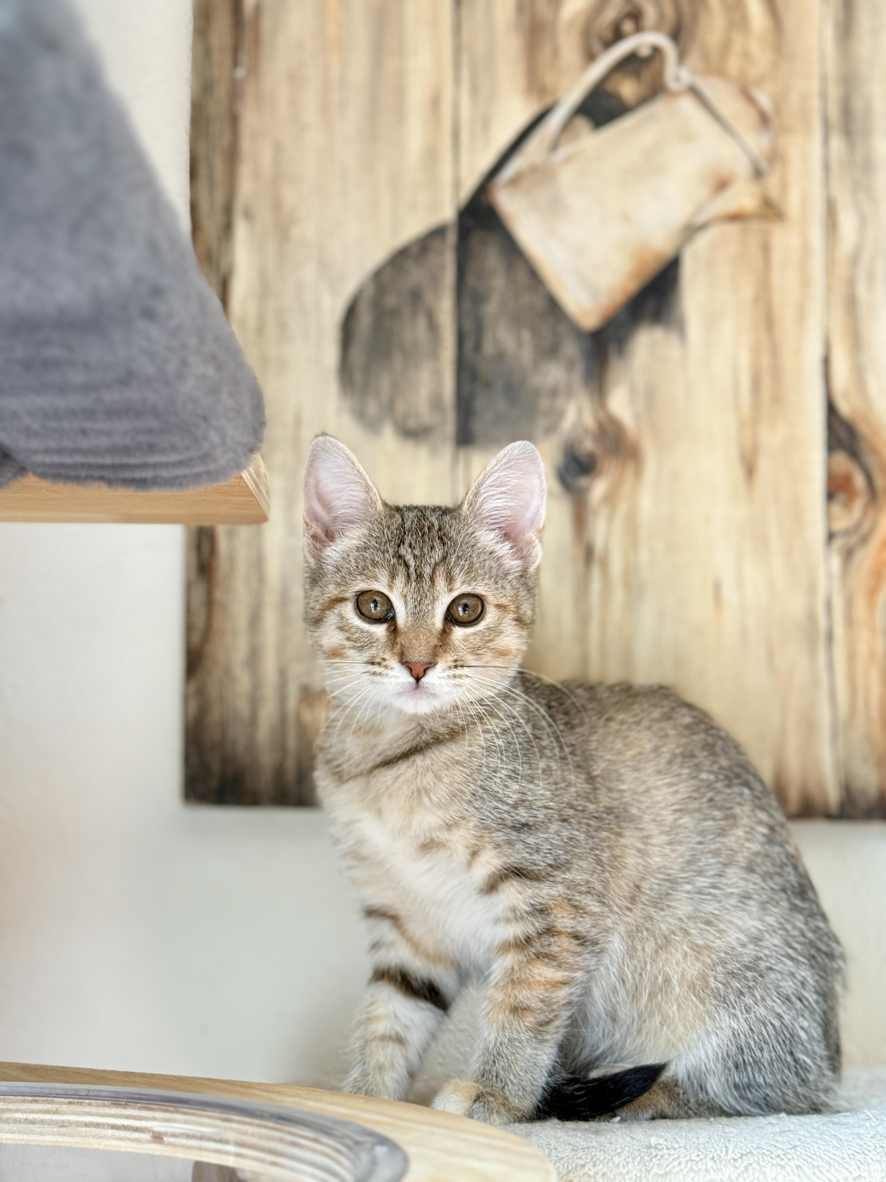 Enlarge Taffy, a ADOPTABLE Tabby in Keller, TX image 3/6