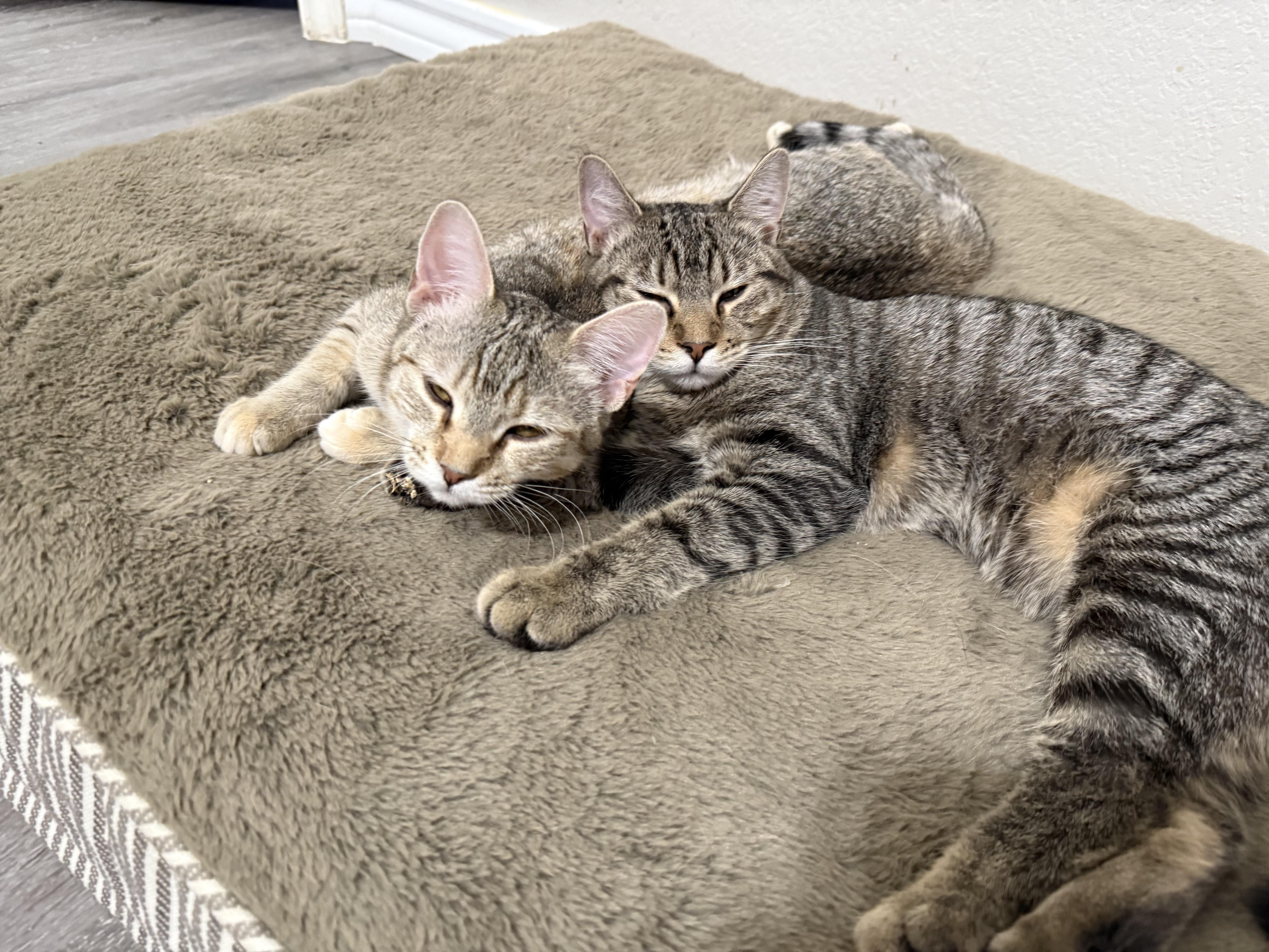 Enlarge Taffy, a ADOPTABLE Tabby in Keller, TX image 6/6