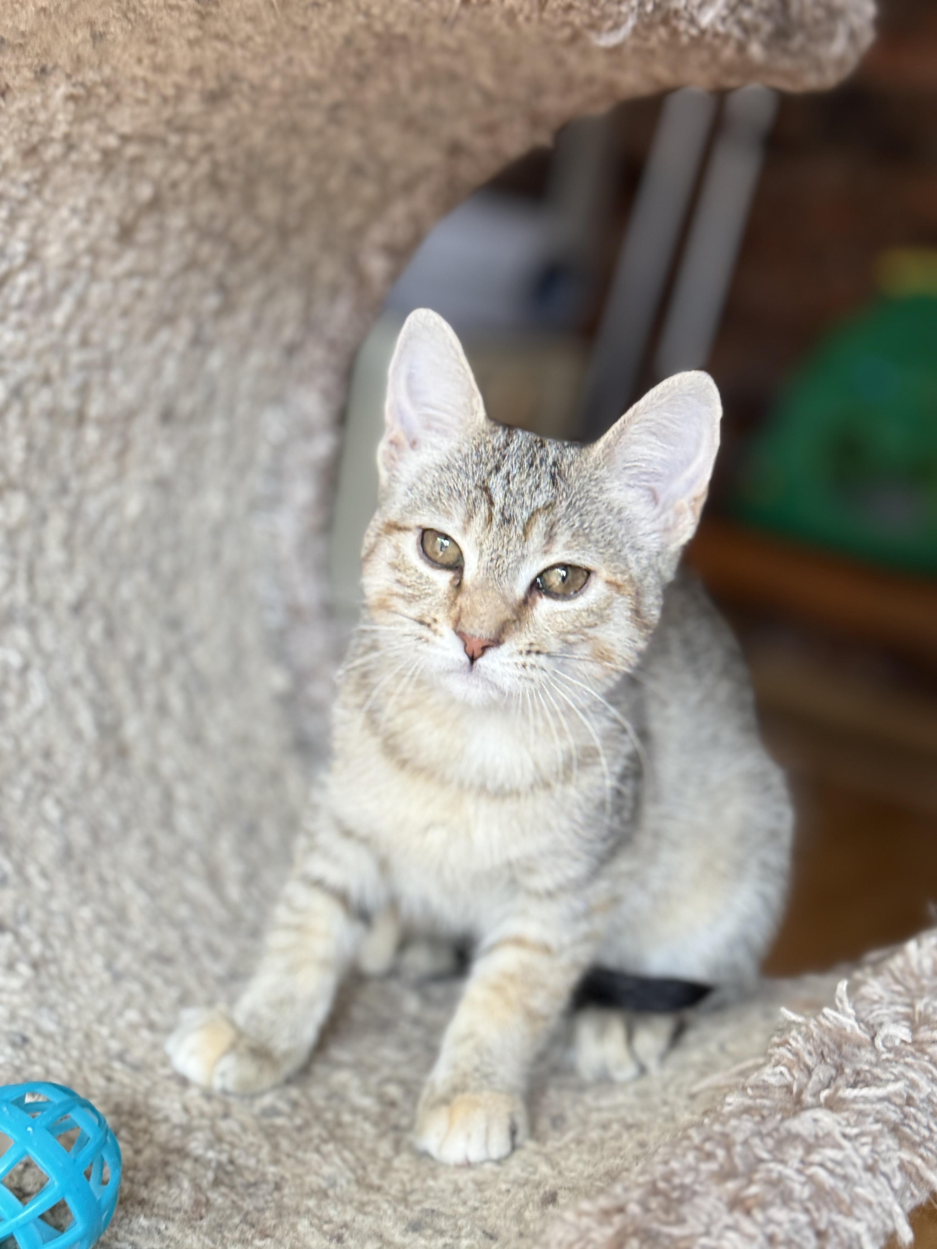 Enlarge Taffy, a ADOPTABLE Tabby in Keller, TX image 5/6