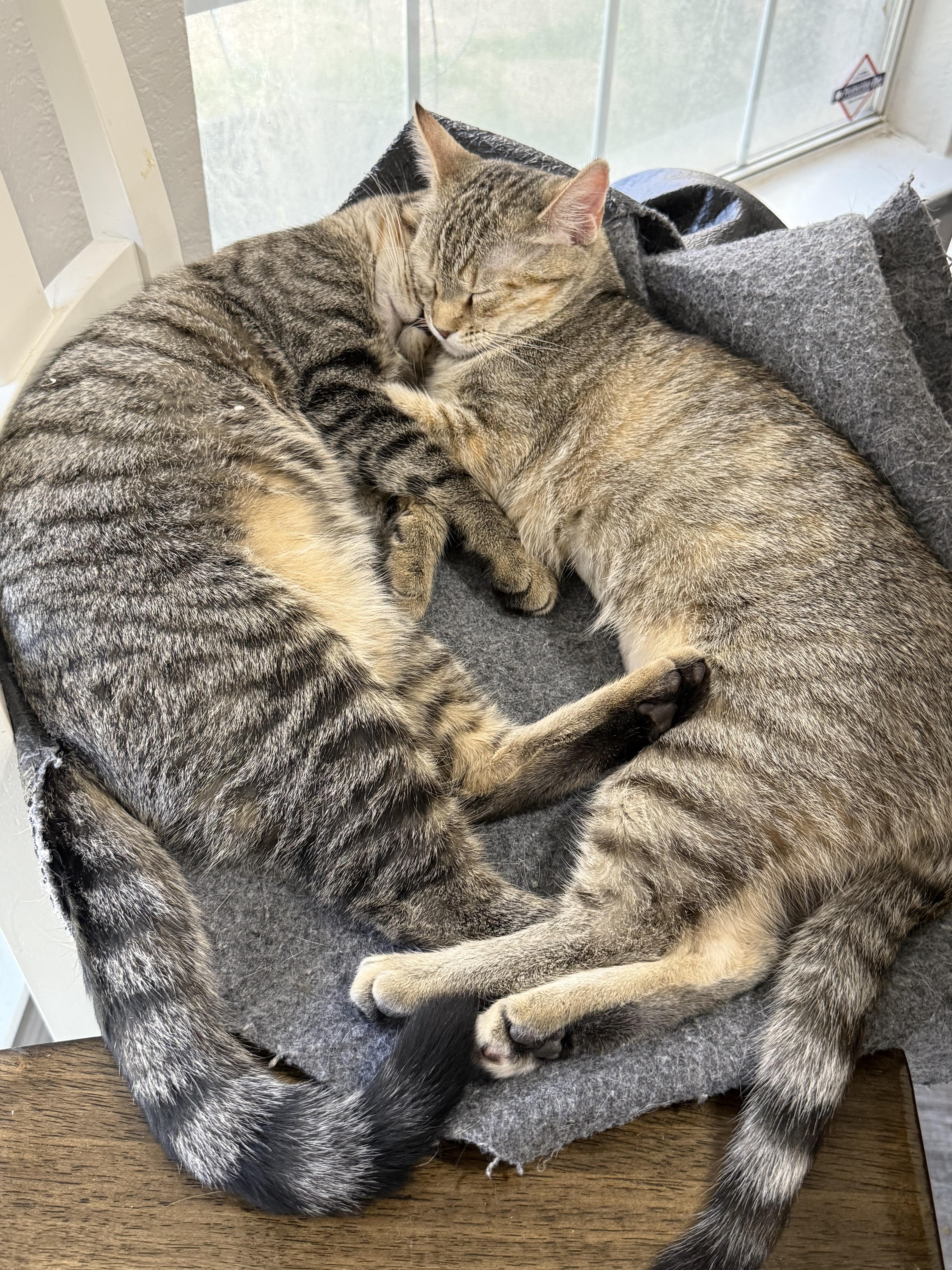 Enlarge Taffy, a ADOPTABLE Tabby in Keller, TX image 5/6