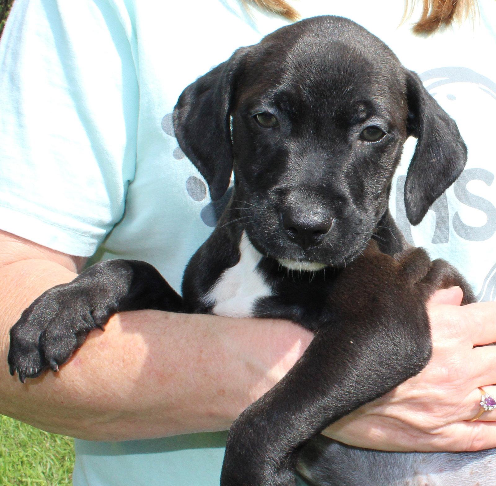 Black Jack 44335, Adoptable, Puppy Male Retriever.