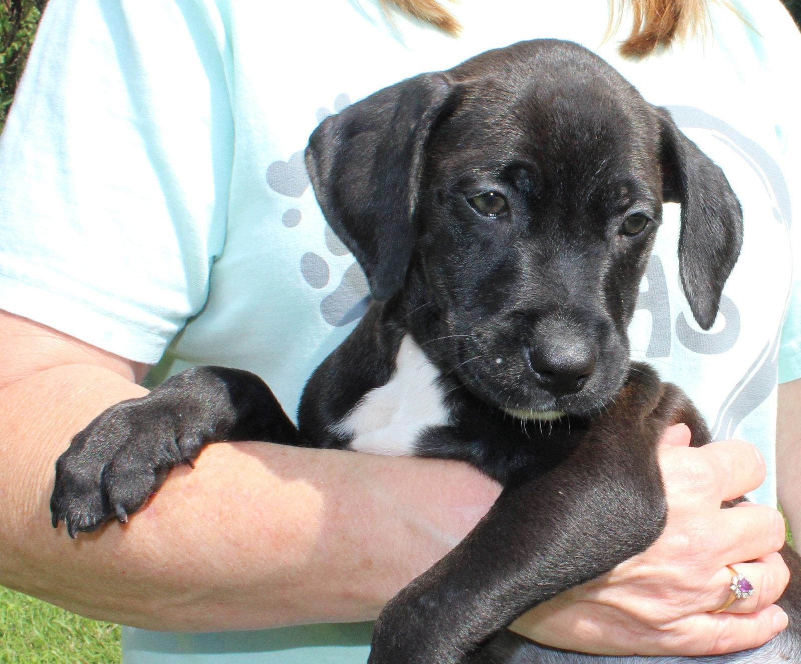 Enlarge Black Jack 44335, a Adoptable Retriever in Prattville, AL image 2/3