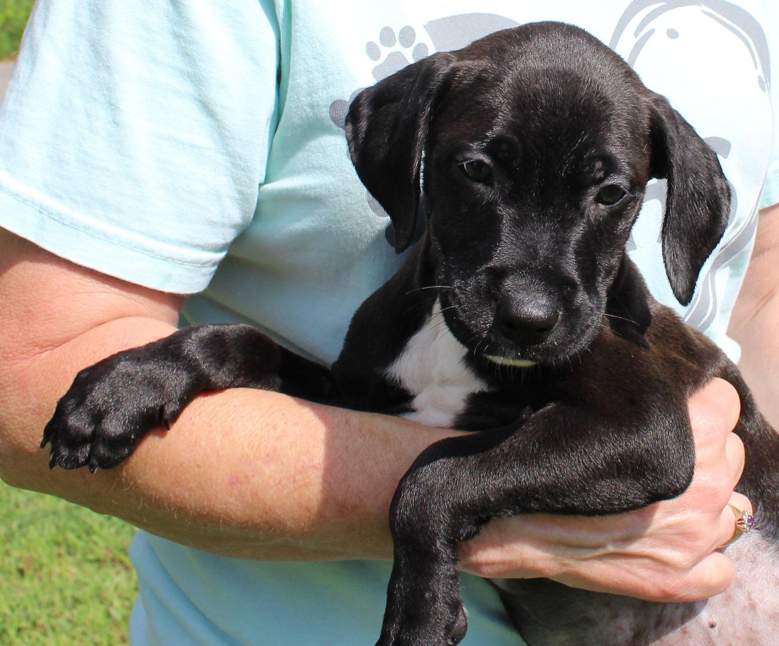 Enlarge Black Jack 44335, a Adoptable Retriever in Prattville, AL image 3/3