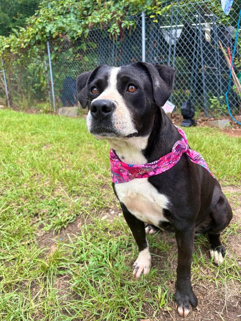 Enlarge Jelly bean, a ADOPTABLE Mixed Breed in Winnsboro, SC image 3/4