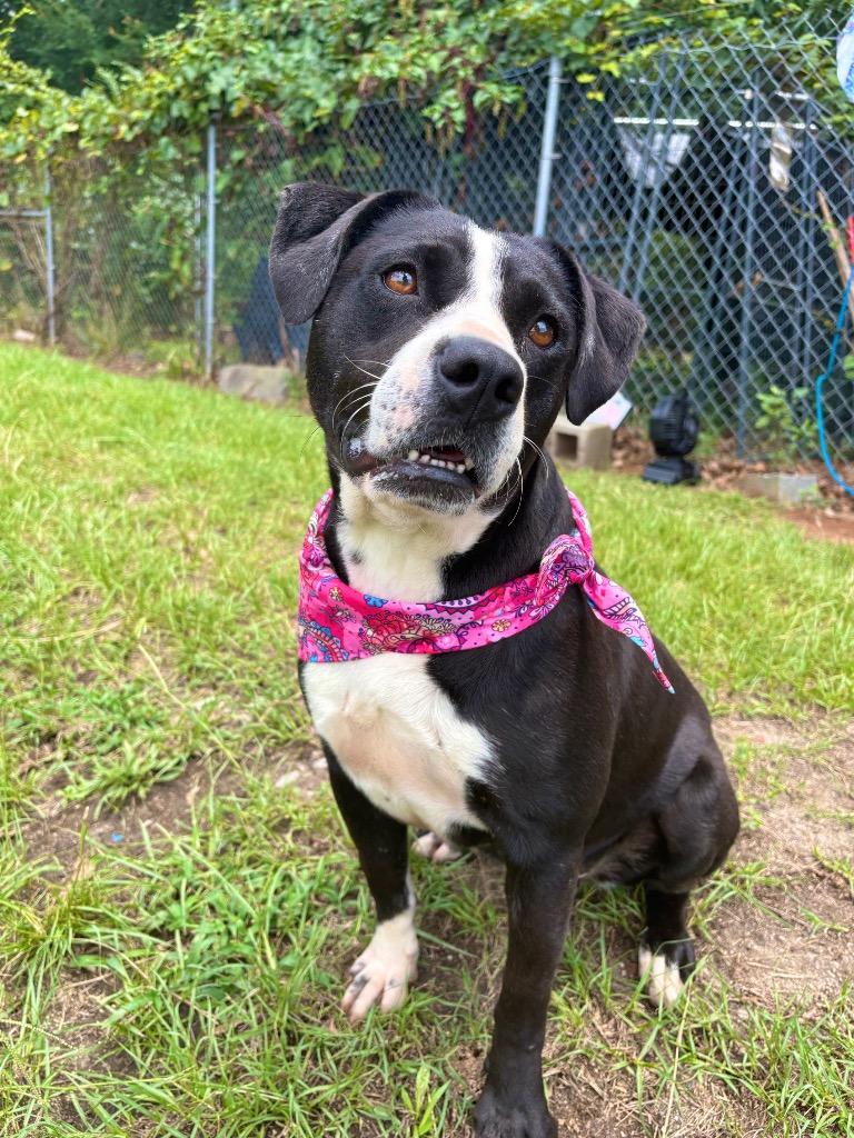 Jelly bean, ADOPTABLE, Young Female Mixed Breed.