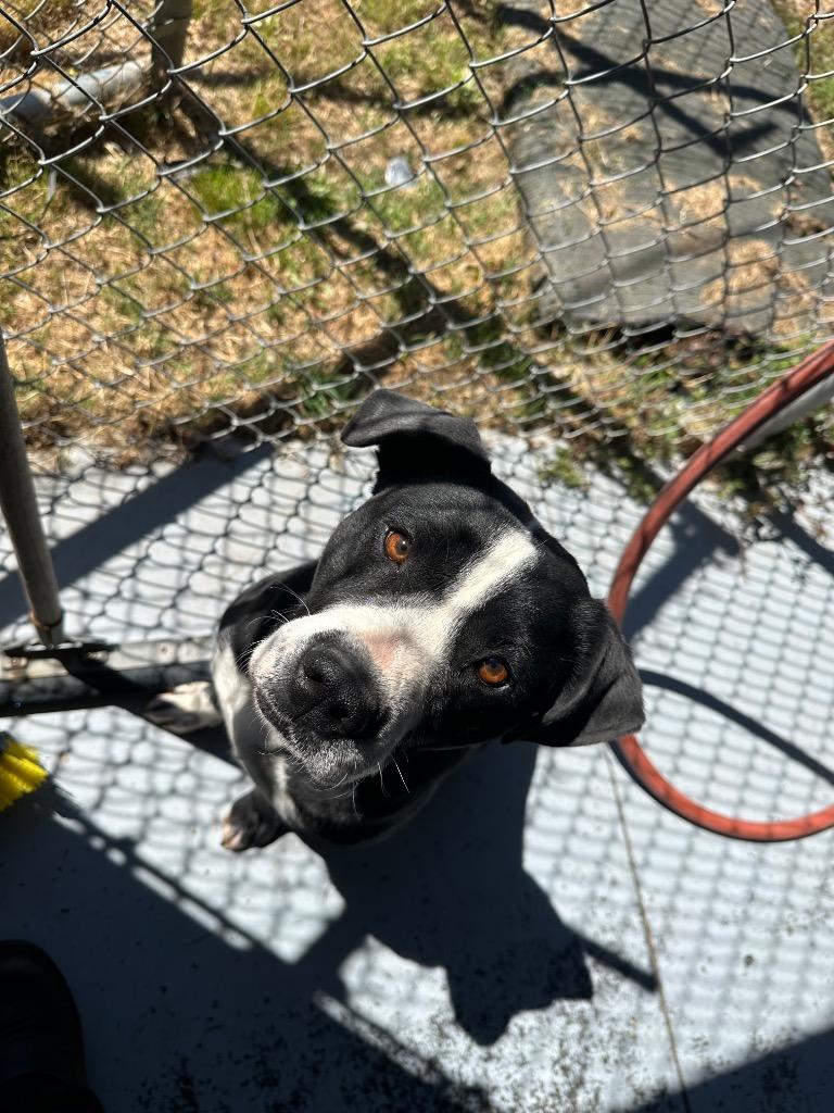 Enlarge Jelly bean, a ADOPTABLE Mixed Breed in Winnsboro, SC image 2/4