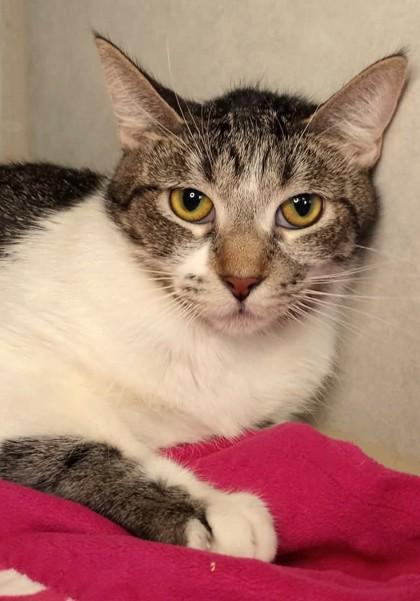 Dottie, Adoptable, Adult Female Domestic Short Hair.