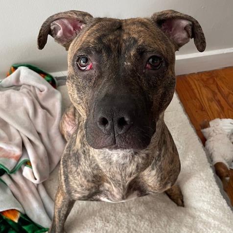 Peaches, Adoptable, Adult Female Mixed Breed.