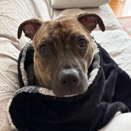 Peaches, Adoptable, Adult Female Mixed Breed.