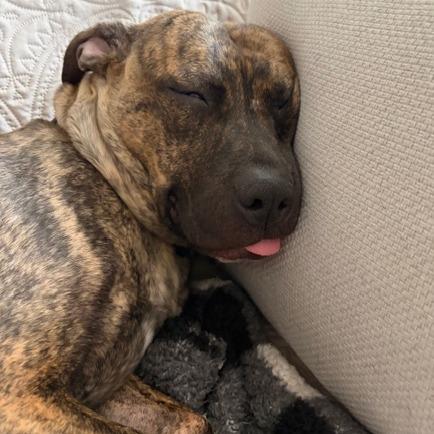 Enlarge Peaches, a Adoptable Mixed Breed in Philadelphia, PA image 2/6