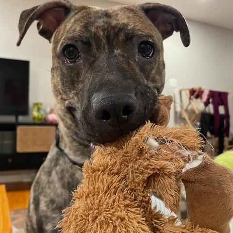 Enlarge Peaches, a Adoptable Mixed Breed in Philadelphia, PA image 3/6