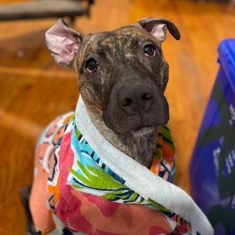 Enlarge Peaches, a Adoptable Mixed Breed in Philadelphia, PA image 2/6