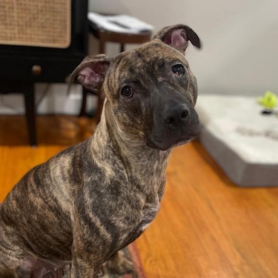 Enlarge Peaches, a Adoptable Mixed Breed in Philadelphia, PA image 3/6