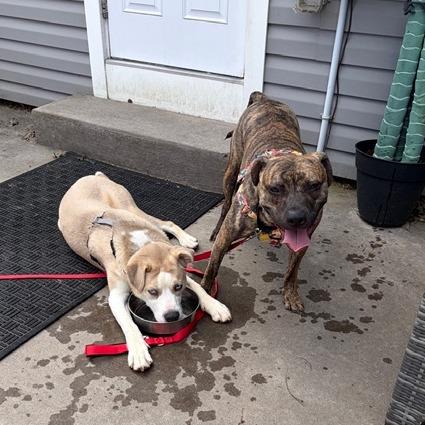 Enlarge Peaches, a Adoptable Mixed Breed in Philadelphia, PA image 4/6