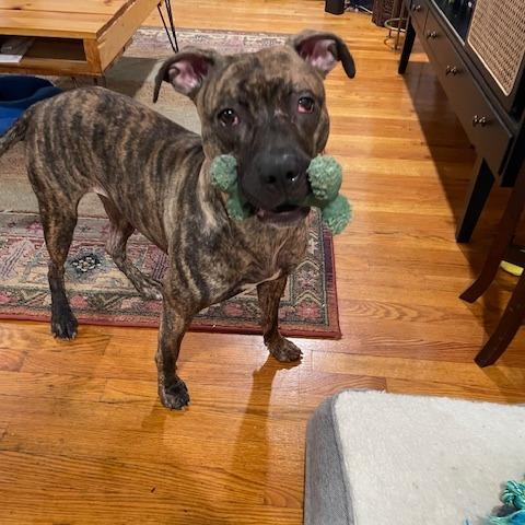 Enlarge Peaches, a Adoptable Mixed Breed in Philadelphia, PA image 5/6