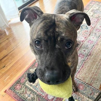 Enlarge Peaches, a Adoptable Mixed Breed in Philadelphia, PA image 6/6