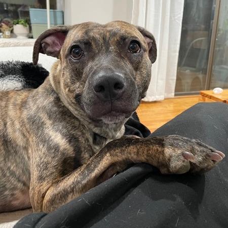 Enlarge Peaches, a Adoptable Mixed Breed in Philadelphia, PA image 5/6