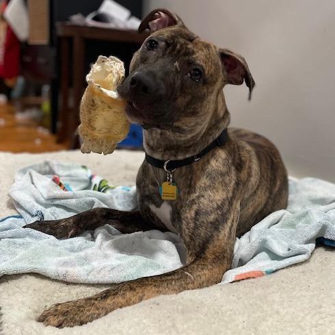 Enlarge Peaches, a Adoptable Mixed Breed in Philadelphia, PA image 6/6