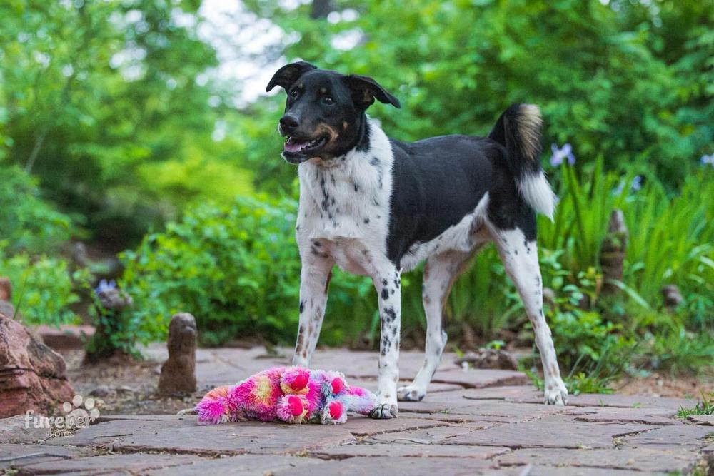 Sammy, Adoptable, Young Male Treeing Walker Coonhound & Australian Cattle Dog / Blue Heeler.