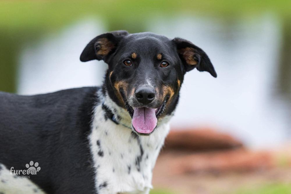 Enlarge Sammy, a Adoptable mixed breed in Shawnee, OK image 2/6