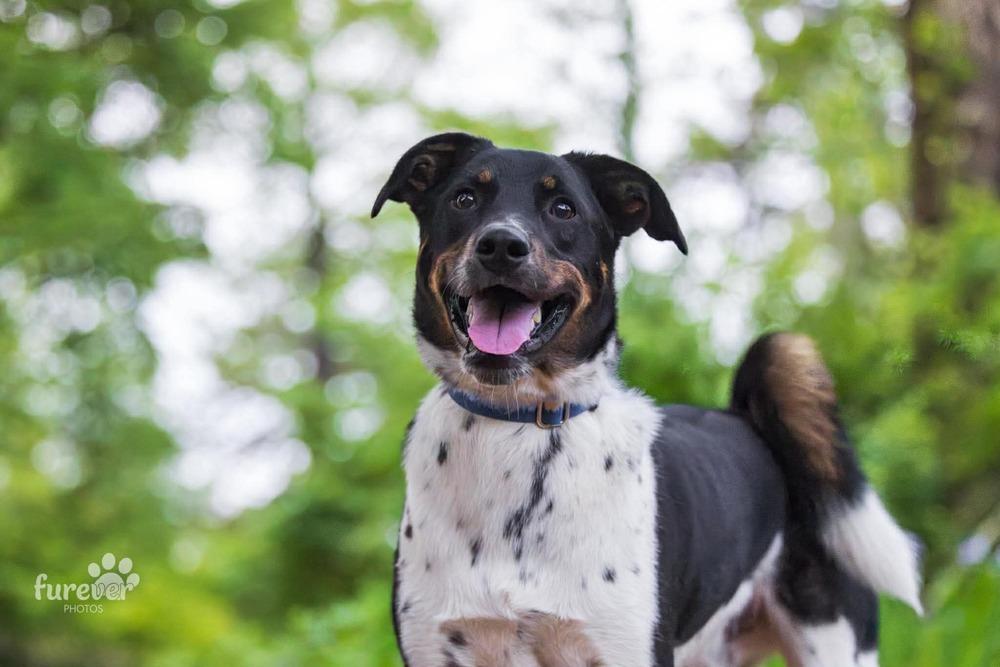 Enlarge Sammy, a Adoptable mixed breed in Shawnee, OK image 3/6