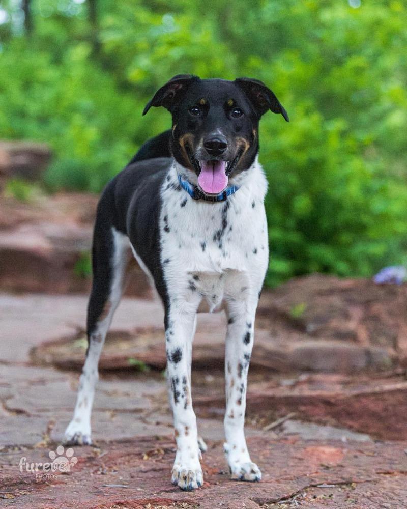 Enlarge Sammy, a Adoptable mixed breed in Shawnee, OK image 4/6