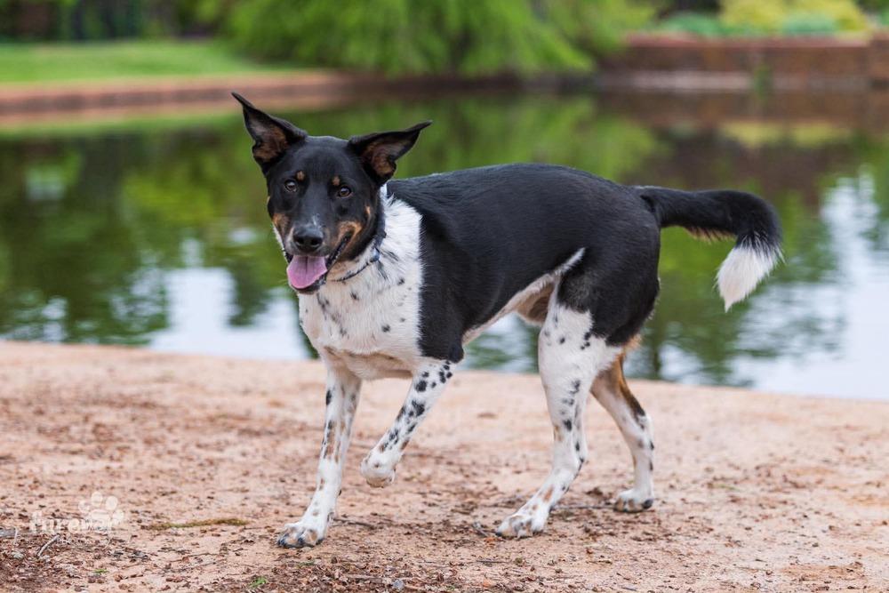 Enlarge Sammy, a Adoptable mixed breed in Shawnee, OK image 5/6