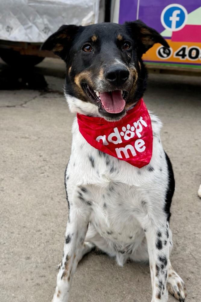Enlarge Sammy, a Adoptable mixed breed in Shawnee, OK image 6/6