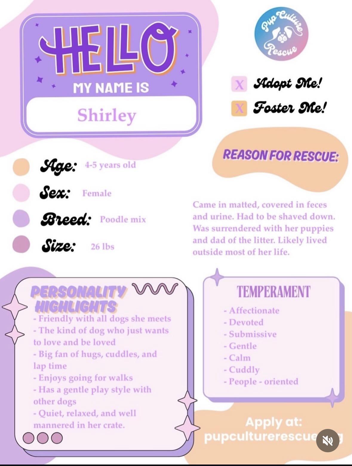 Enlarge Shirley, an adopted mixed breed in Pasadena, CA image 2/5