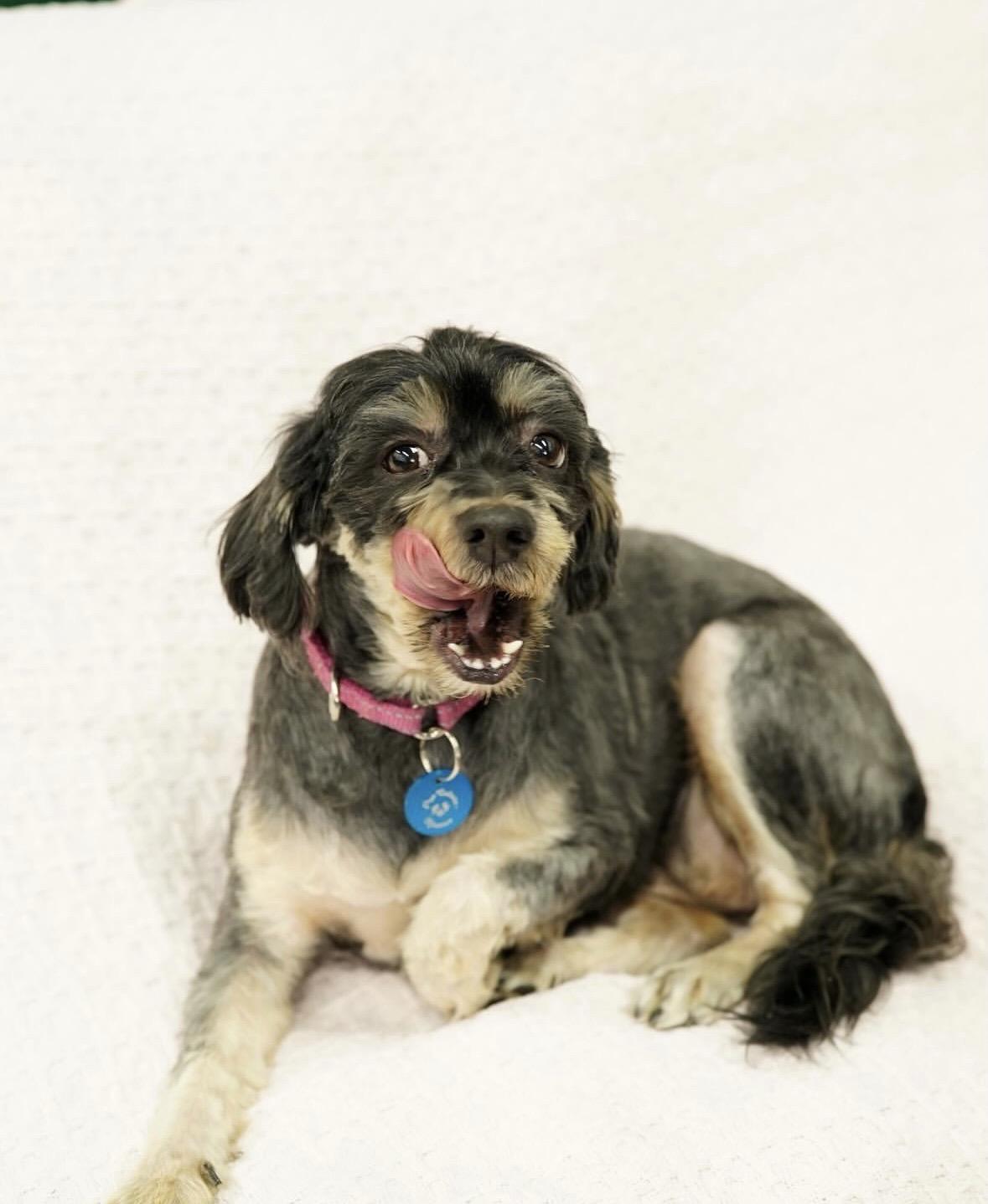 Enlarge Shirley, an adopted mixed breed in Pasadena, CA image 4/5