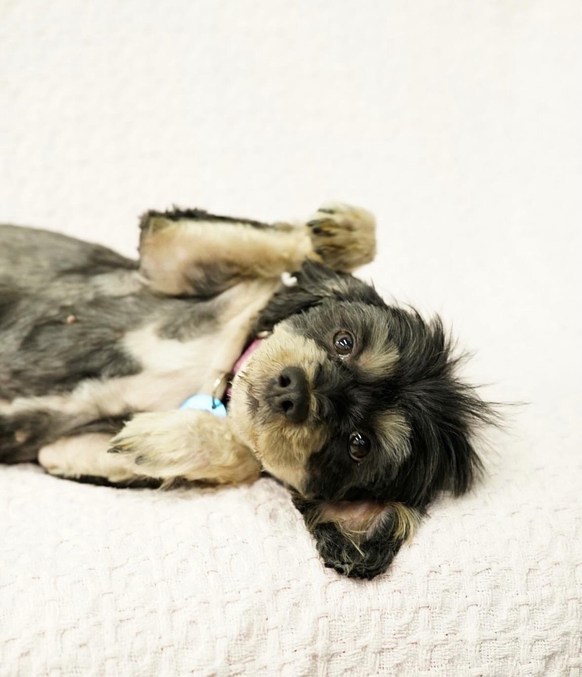 Enlarge Shirley, an adopted mixed breed in Pasadena, CA image 5/5