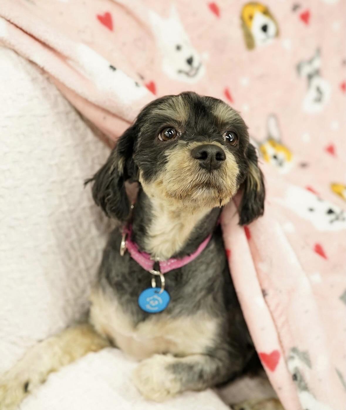 Enlarge Shirley, an adopted mixed breed in Pasadena, CA image 3/5