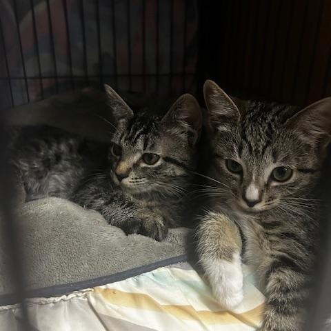 Daisy and  Nala, ADOPTABLE, Young Female Domestic Short Hair.