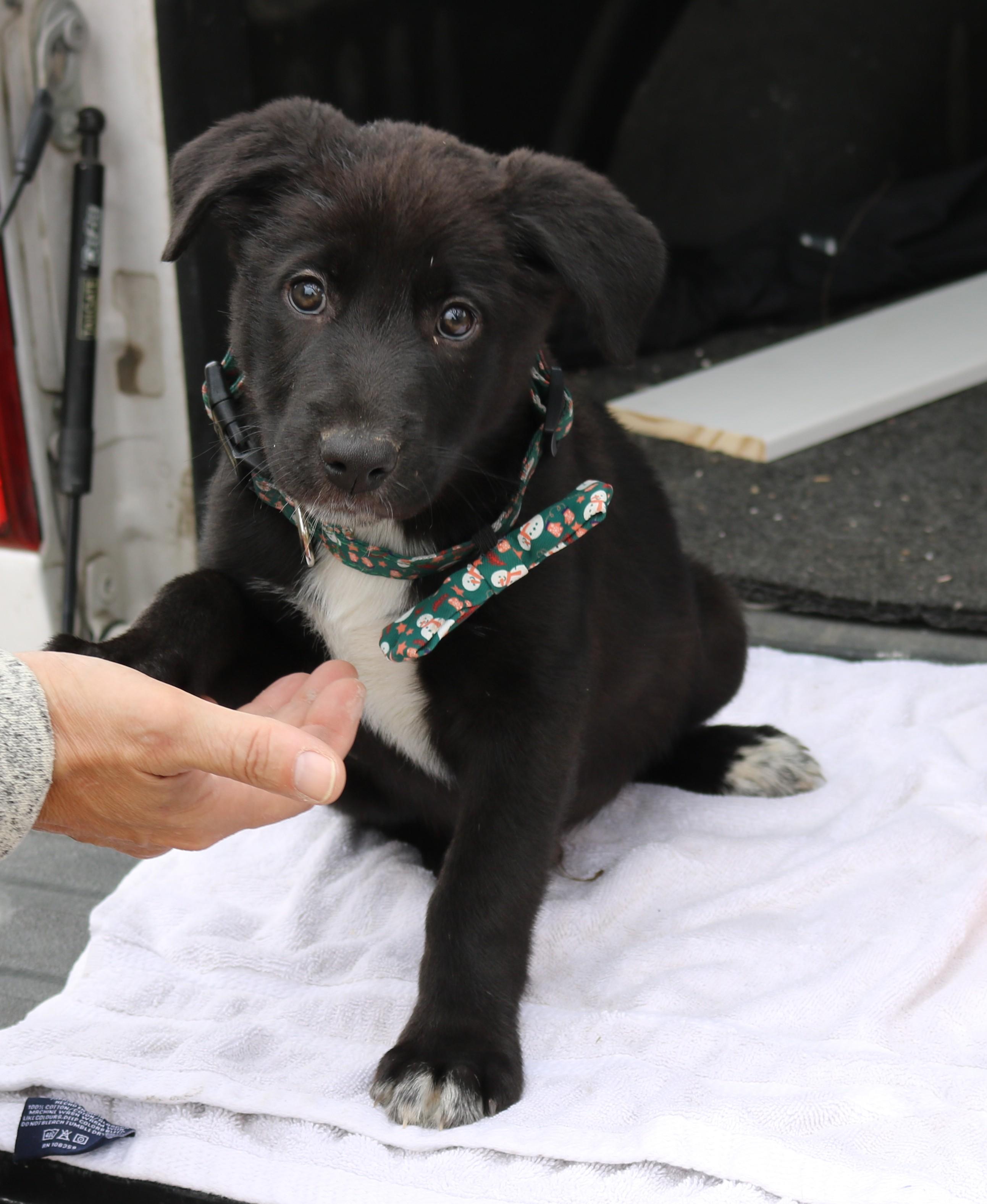 Enlarge Kenai, an adopted Black Labrador Retriever in Bandera, TX image 3/4