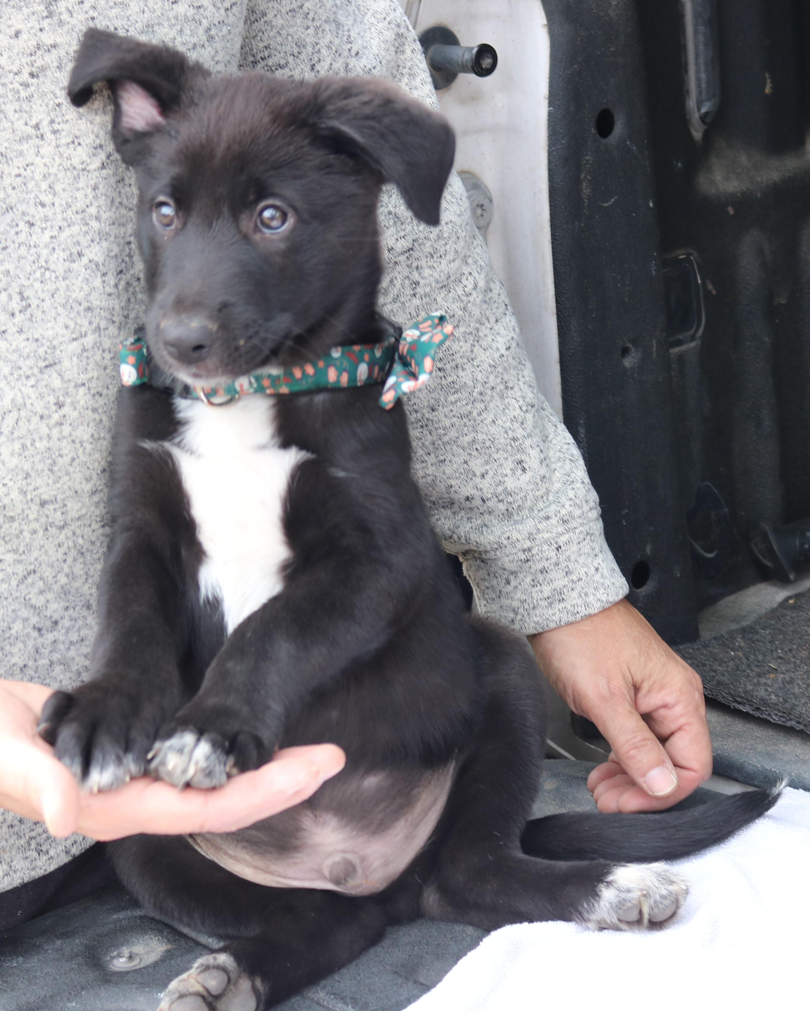 Kenai, adopted, Puppy Male Black Labrador Retriever.