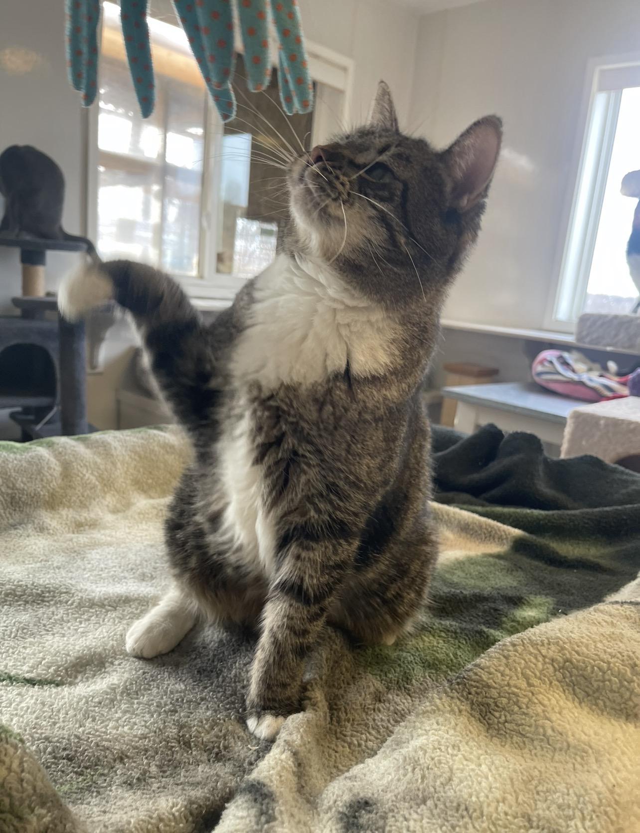 Enlarge Abby, an adopted Domestic Short Hair in Indiana, PA image 4/6