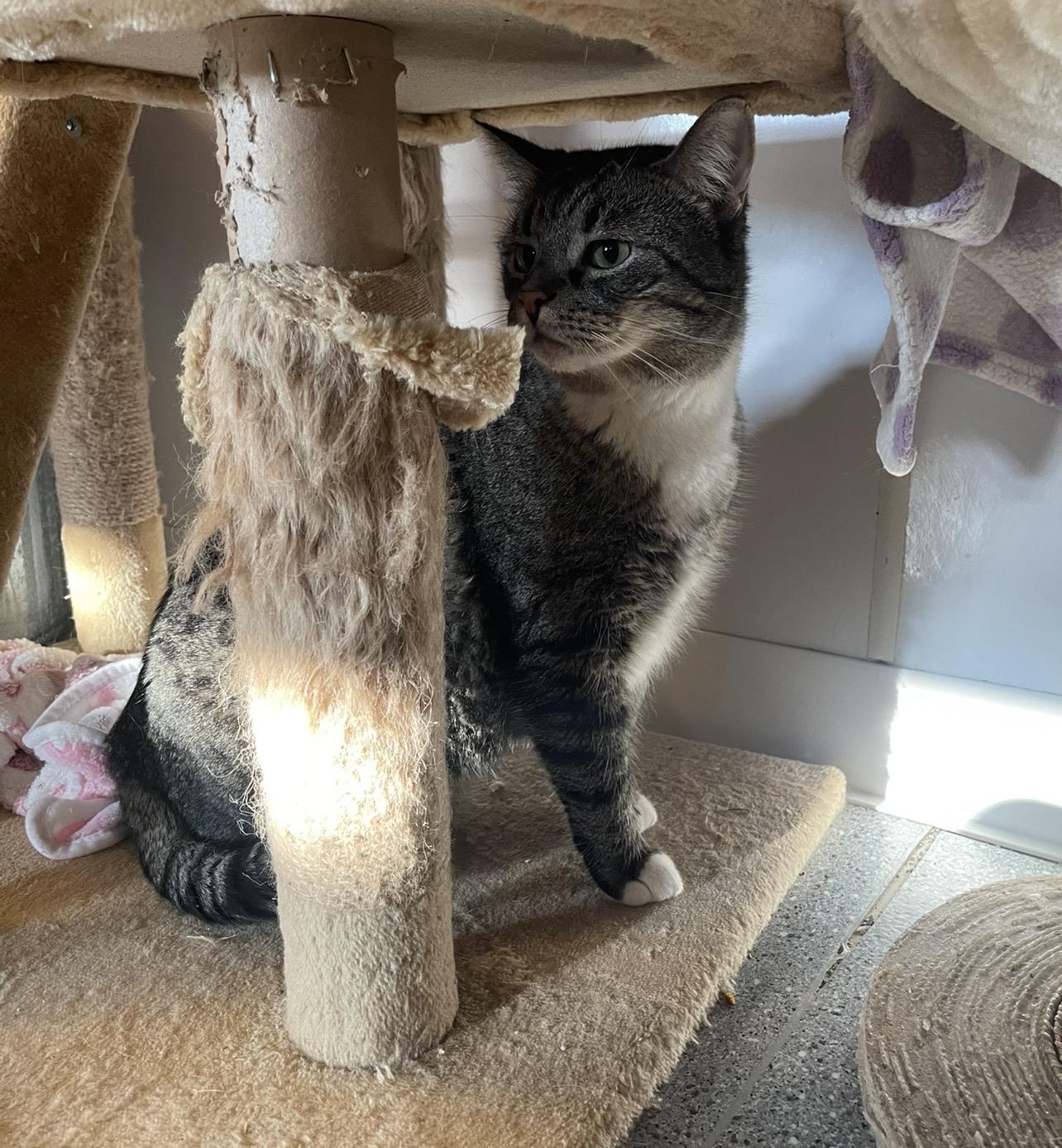 Abby, adopted, Adult Female Domestic Short Hair.