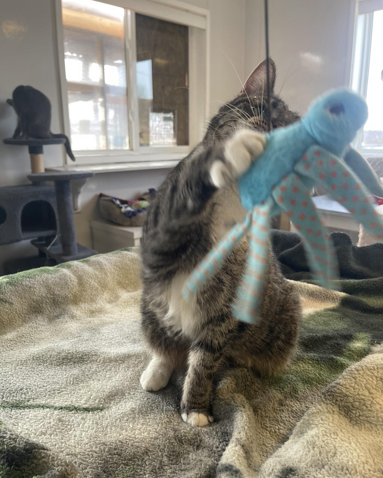 Enlarge Abby, an adopted Domestic Short Hair in Indiana, PA image 5/6