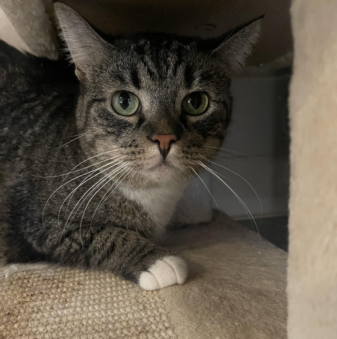 Enlarge Abby, an adopted Domestic Short Hair in Indiana, PA image 2/6