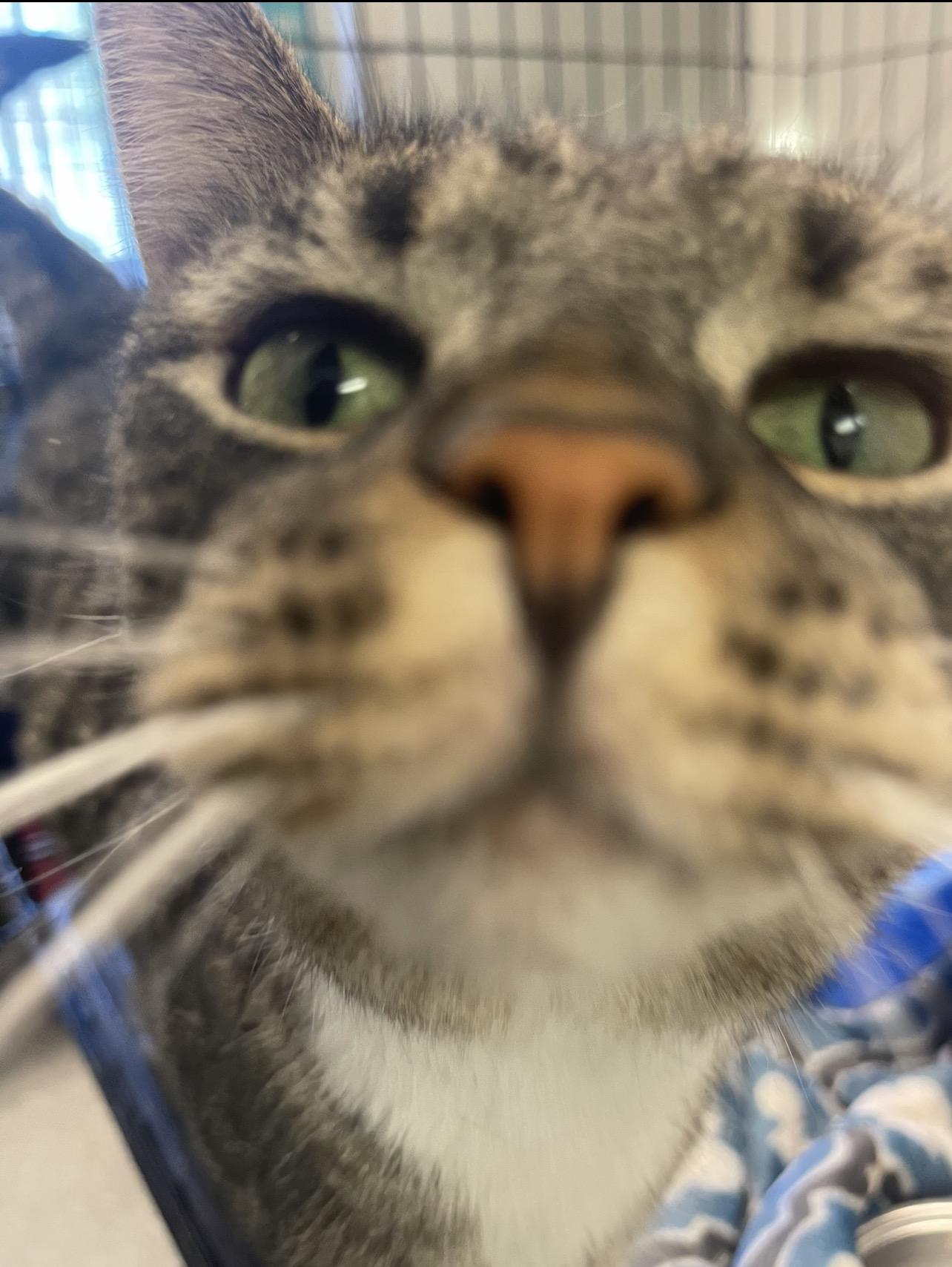 Enlarge Abby, an adopted Domestic Short Hair in Indiana, PA image 3/6