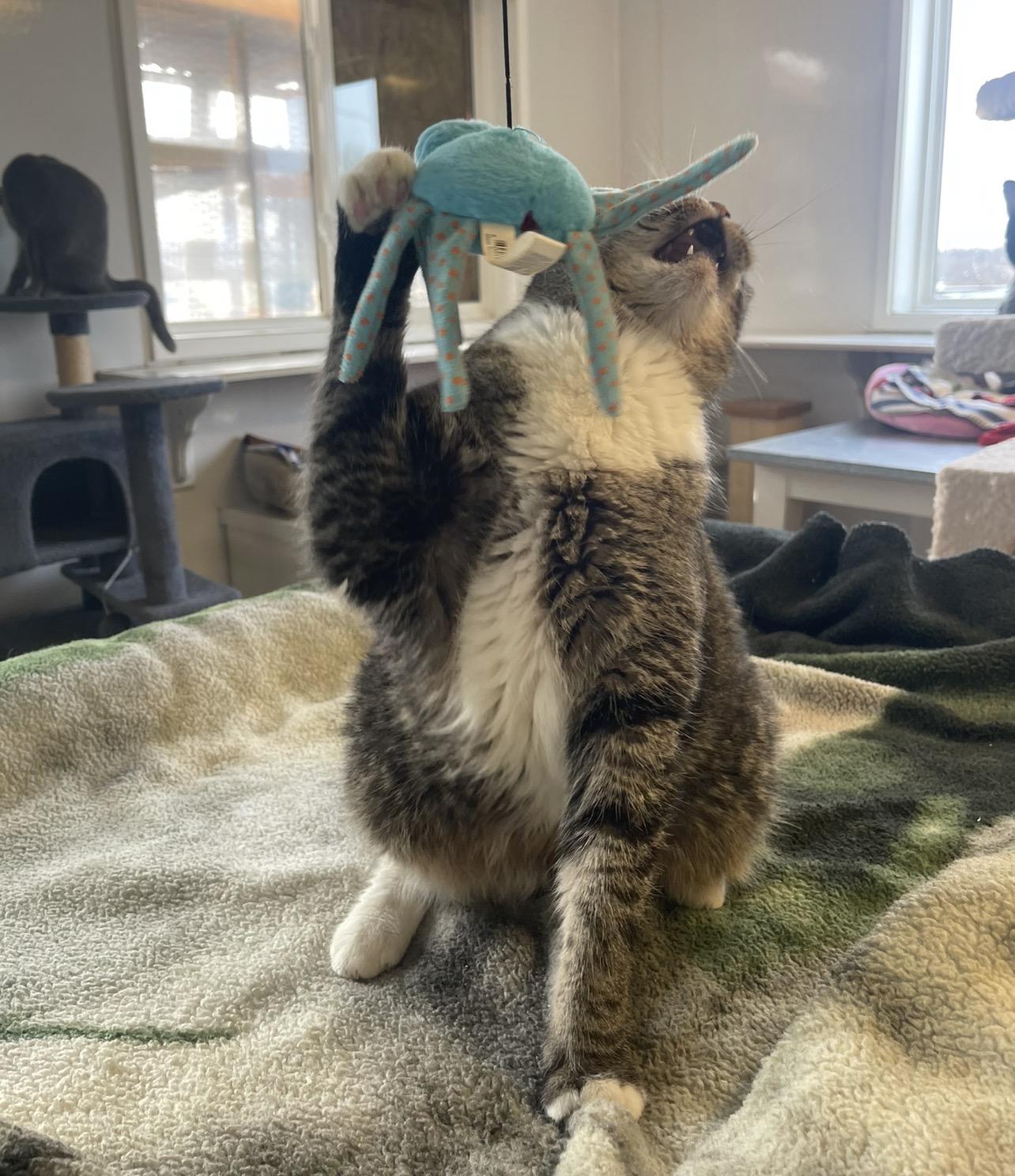 Enlarge Abby, an adopted Domestic Short Hair in Indiana, PA image 6/6