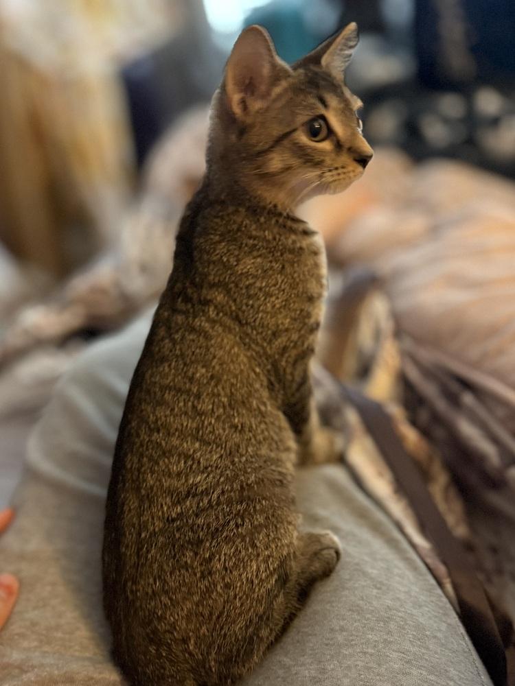 April, Adoptable, Kitten Female Tabby.