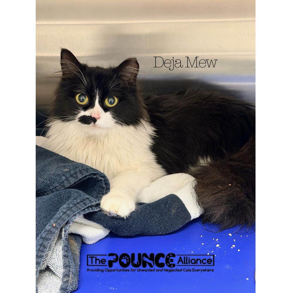 Deja Mew, Adoptable, Adult Female Domestic Long Hair.