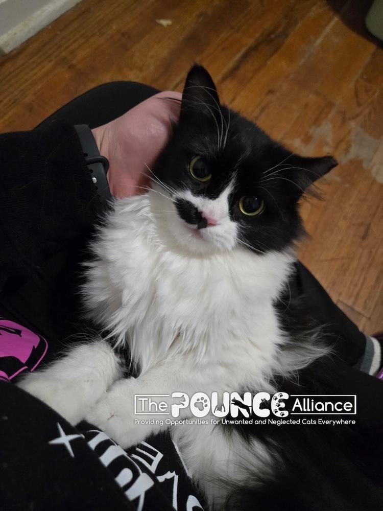 Enlarge Deja Mew, a Adoptable mixed breed in Liberty Lake, WA image 2/3