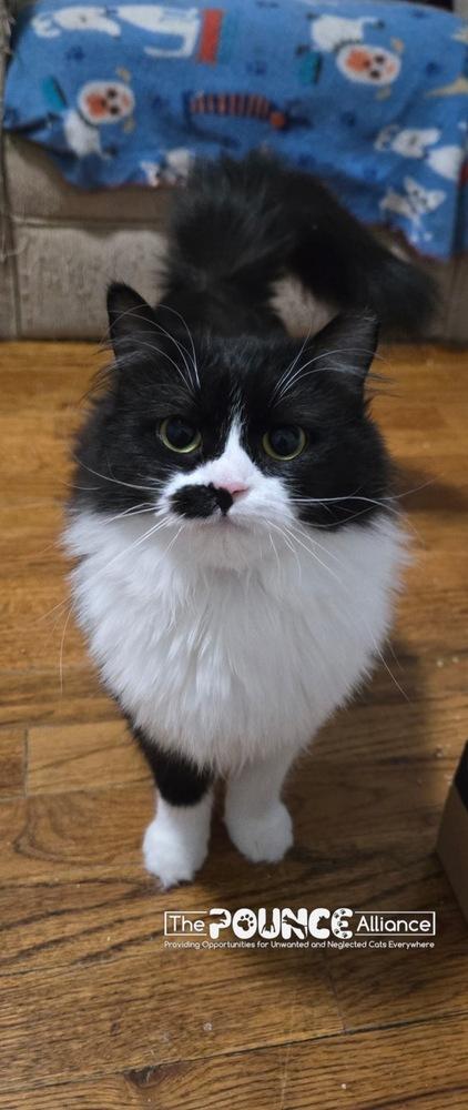 Enlarge Deja Mew, a Adoptable mixed breed in Liberty Lake, WA image 3/3