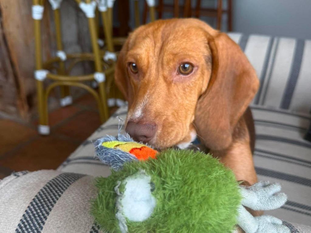 Willie, Adoptable, Puppy Male Beagle & Mixed Breed.