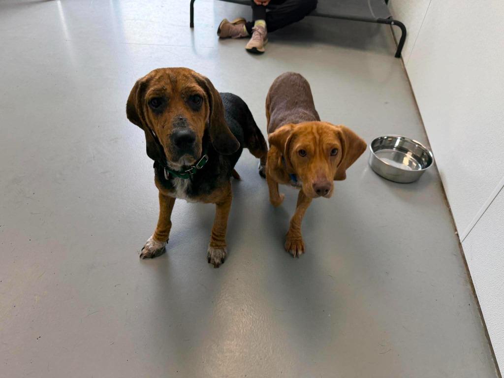 Willie, a Adoptable mixed breed in Raleigh, NC image 2/6